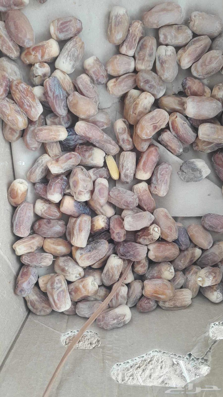 عندناتمر صقعي للبيع صقعي رطب صقعي ناشف صقعي مبروم64459245215875113