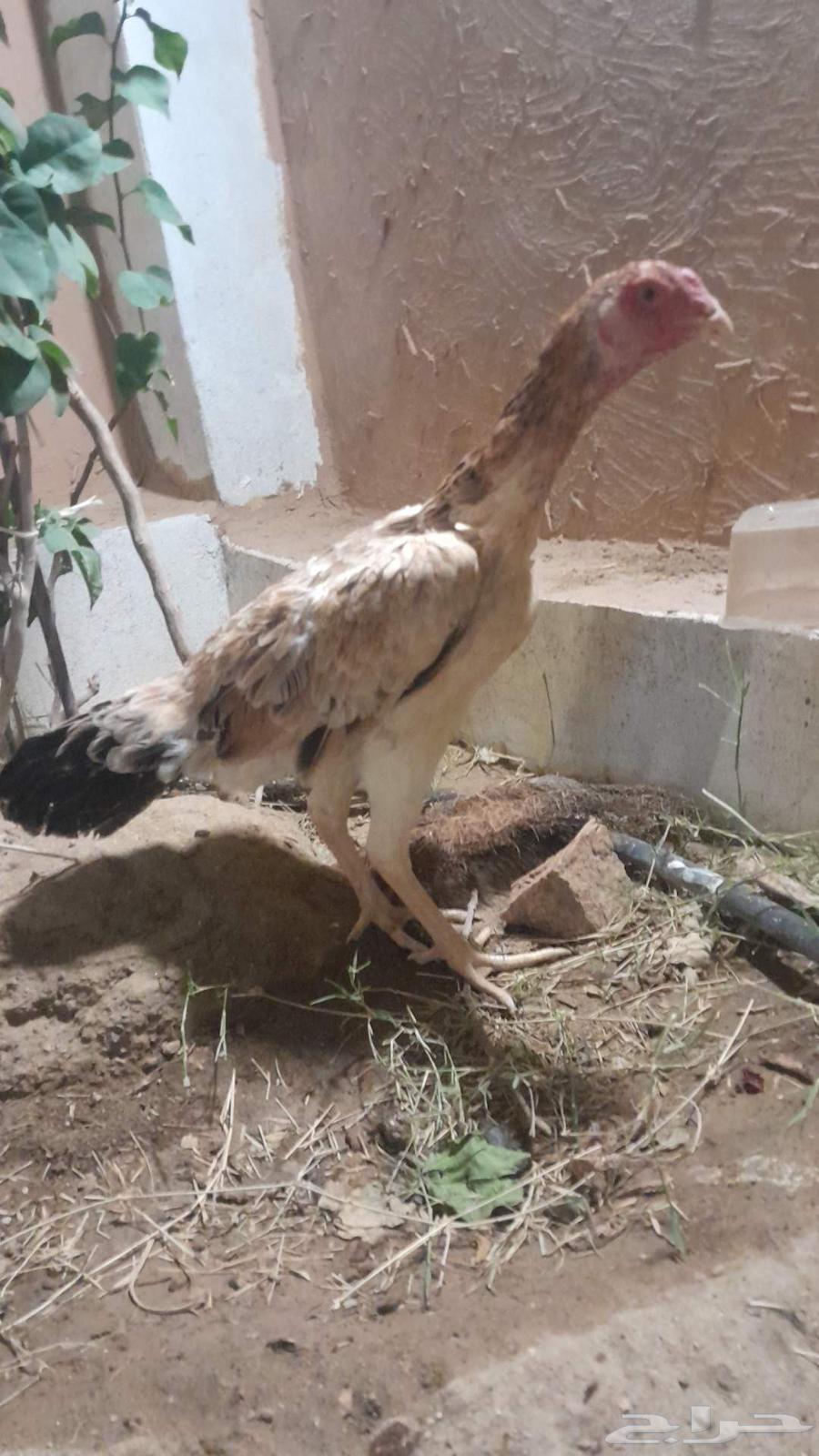 دجاجه شامو ياباني منتجه شرط64457596413699112