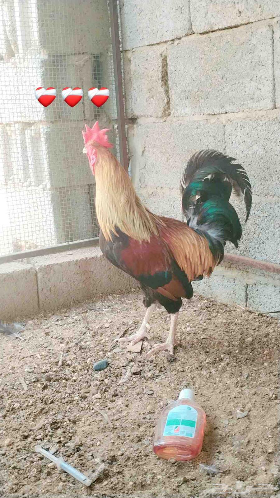 دجاج عربي أصيل   تم البيع تم البيع64459094445058114