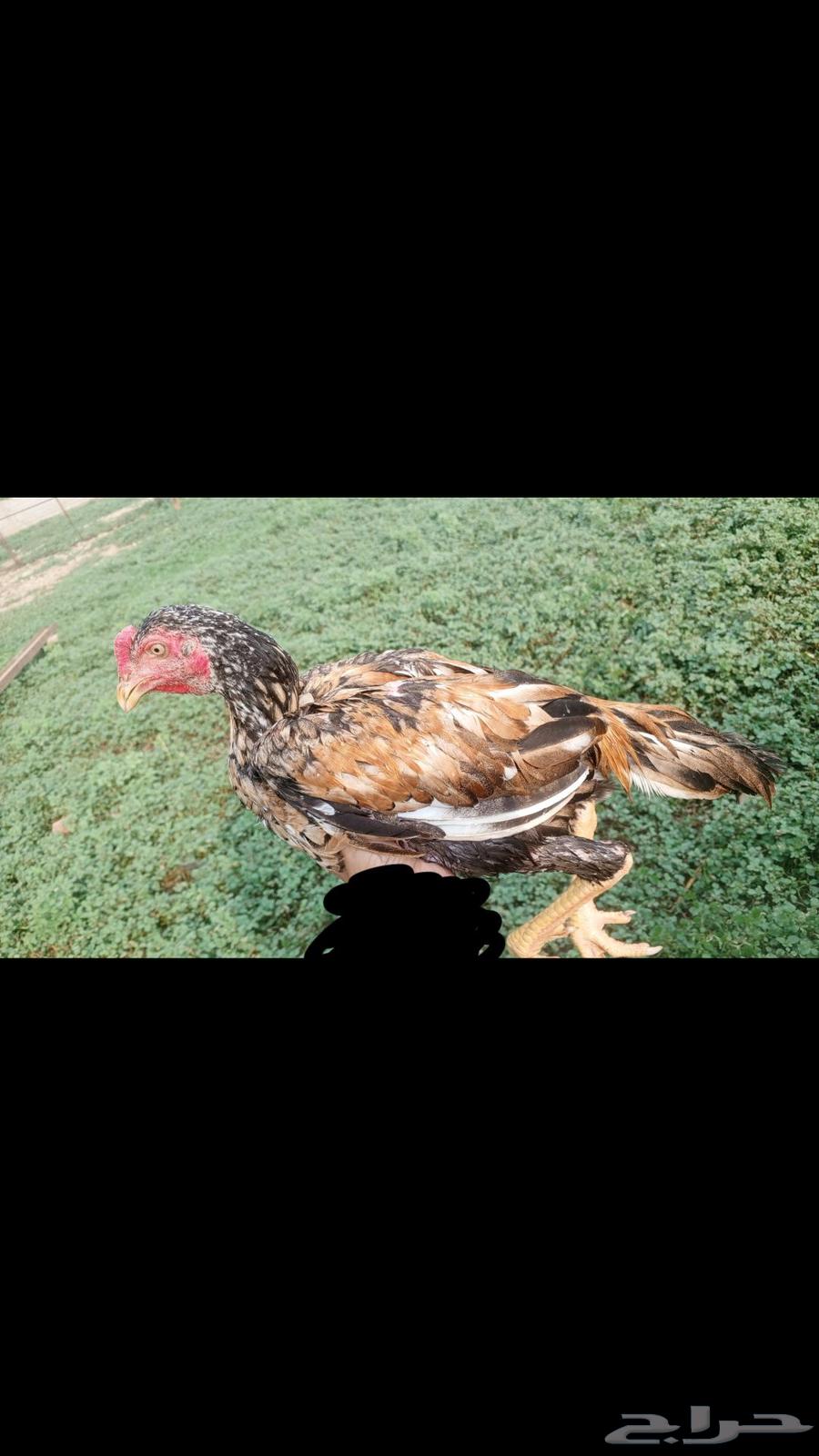 للبيع ديك سندي بيور مشجر64459154353410112