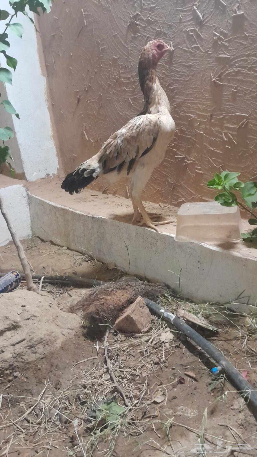 دجاجه شامو ياباني منتجه شرط64457596413699110