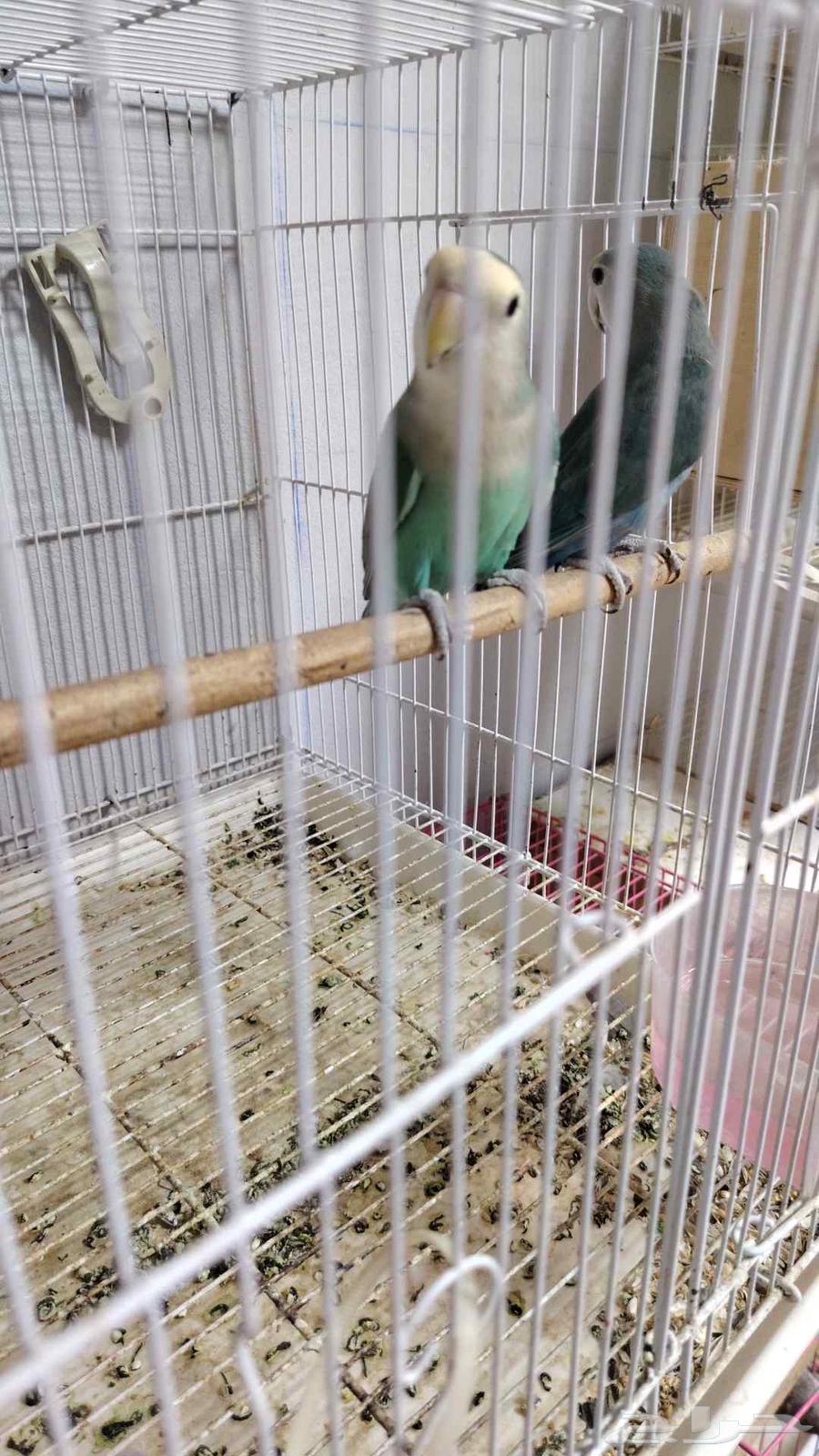 Pair of Conditioned Roosters, Producing Eggs, and Two 601-Sized Cage Stands64462253217921114