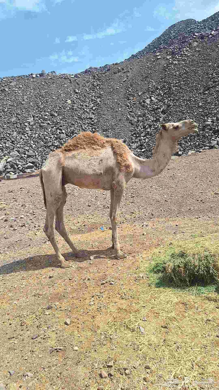 للبيع قعود طيب الي يبي قليصه64461227657346112