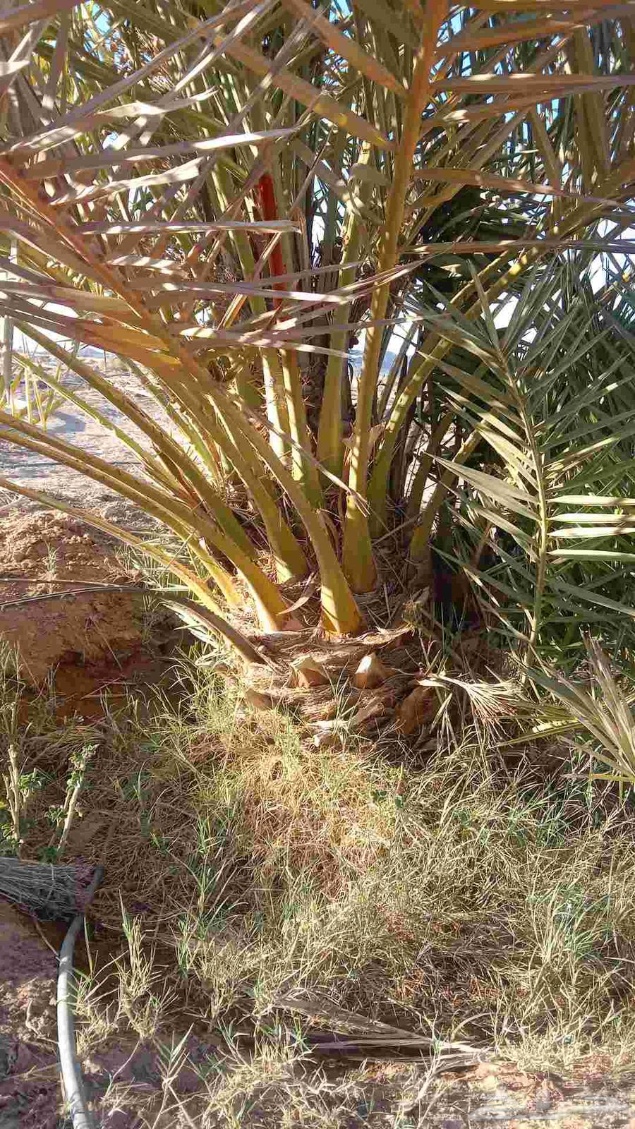 نخل للبيع بيع وشراء نخل64458734290178114