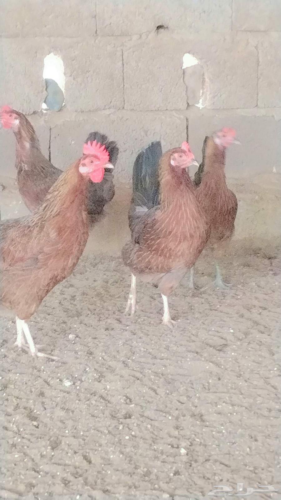 دجاج عربي أصيل   تم البيع تم البيع64459094445058112