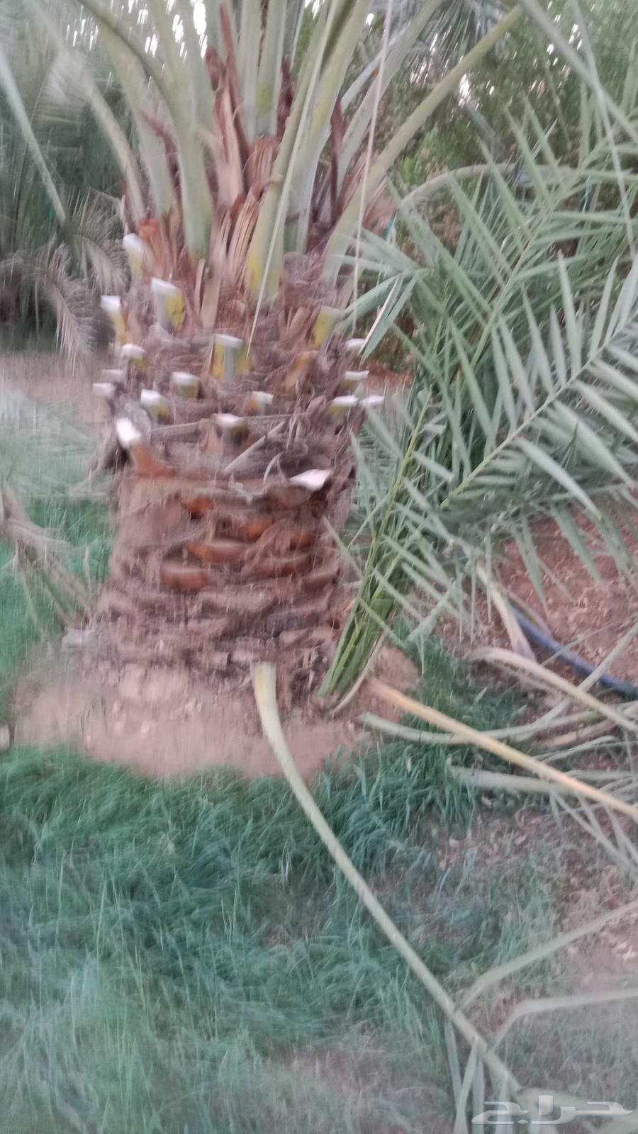 نخل للبيع بيع وشراء نخل64458734290178110