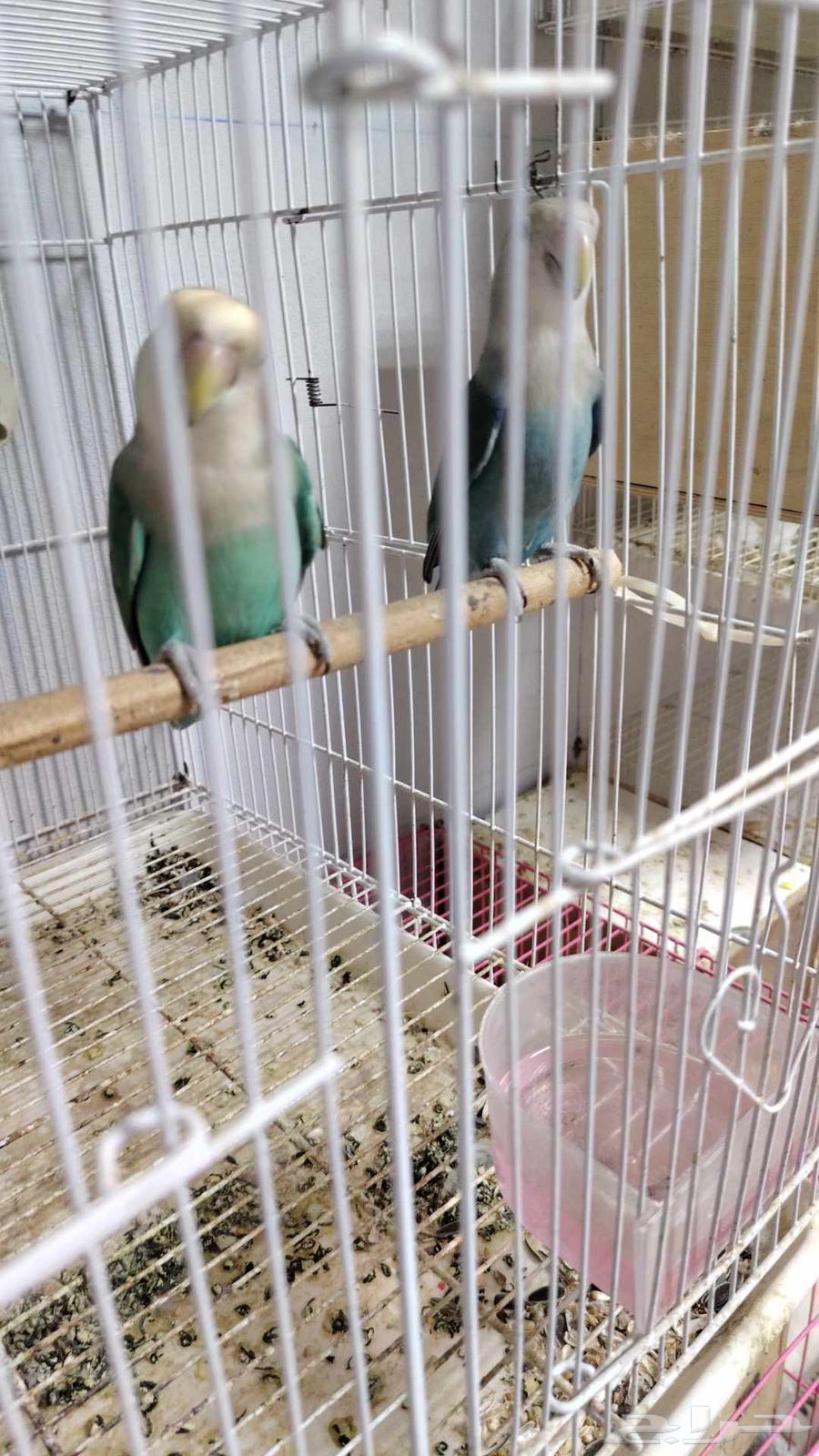 Pair of Conditioned Roosters, Producing Eggs, and Two 601-Sized Cage Stands64462253217921110