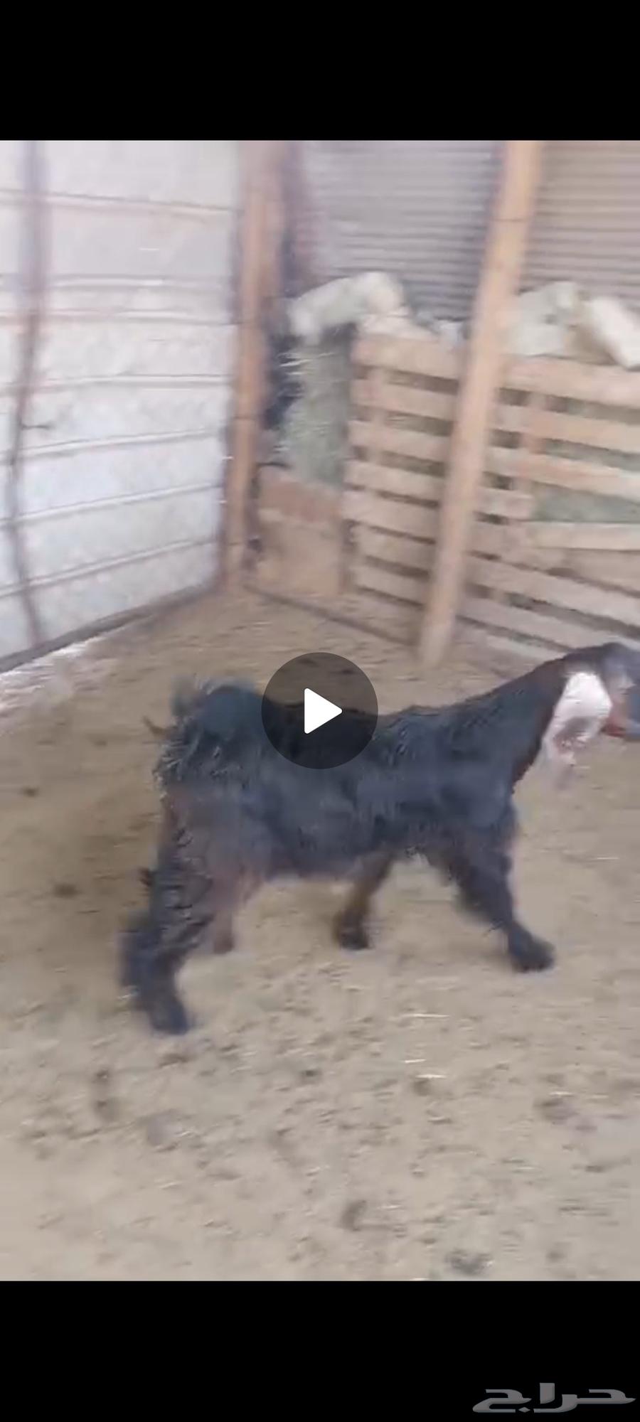 Good quality fat-tailed sheep64458960541825110