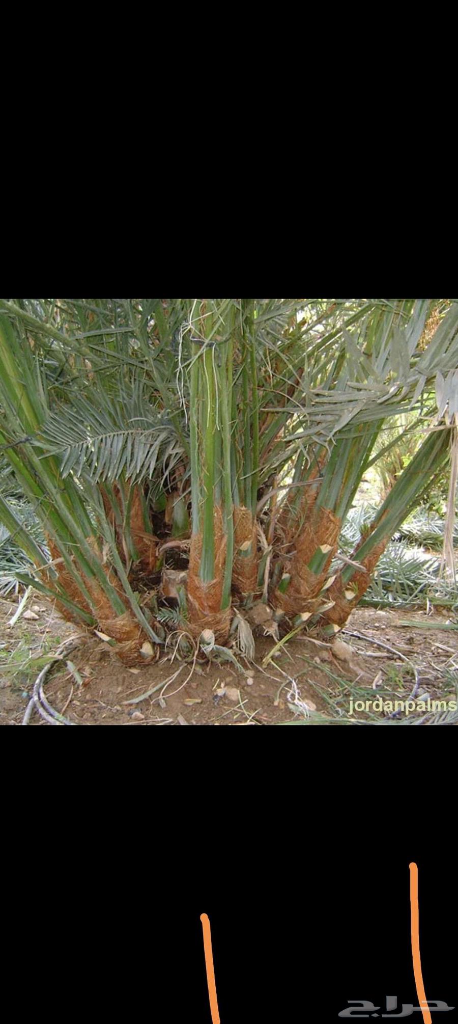 فسايل نخل للبيع64462855396610110
