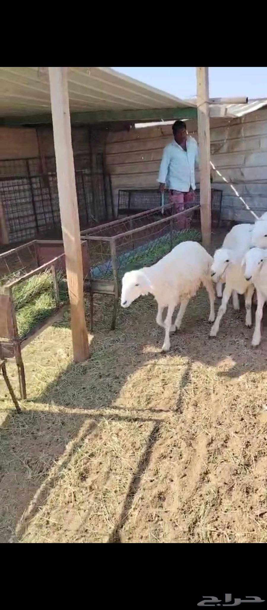 بهم للبيع 15كله خرفان64454068341635110