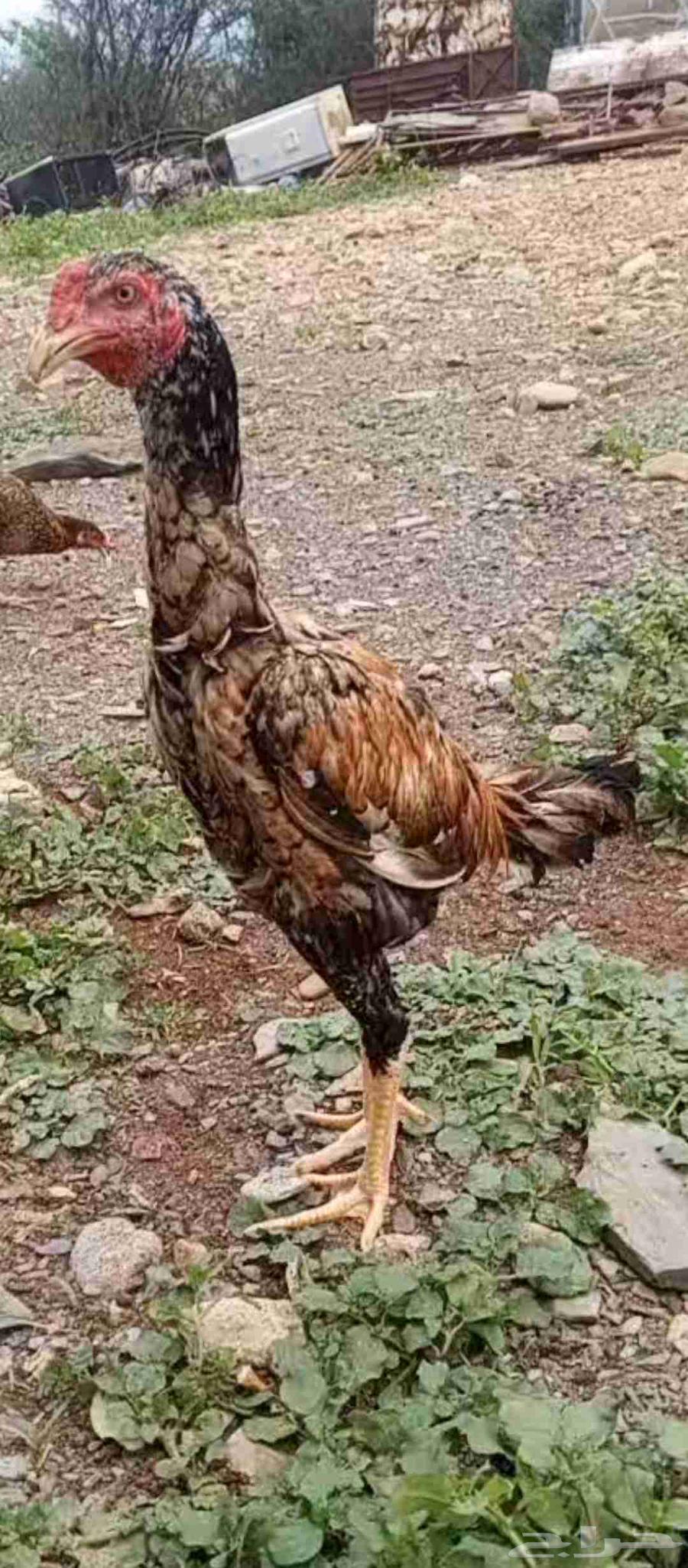 للبيع ديك سندي بيور مشجر64459154353410111