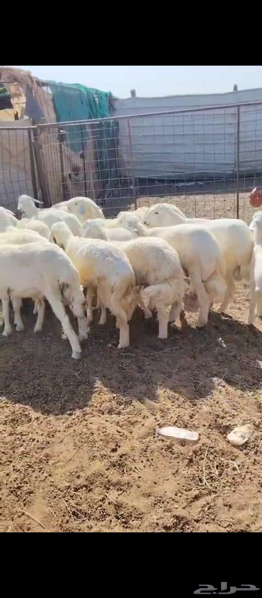 بهم للبيع 15كله خرفان64454068341635112