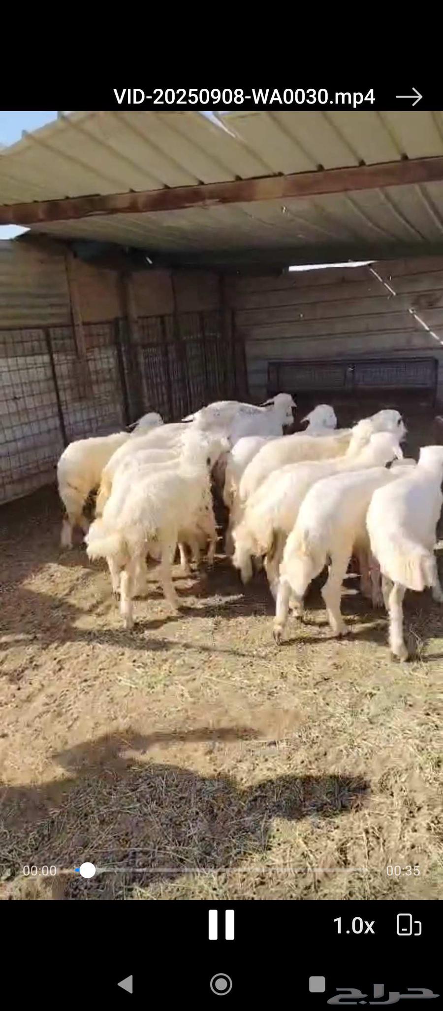 بهم للبيع 15كله خرفان64454068341635113