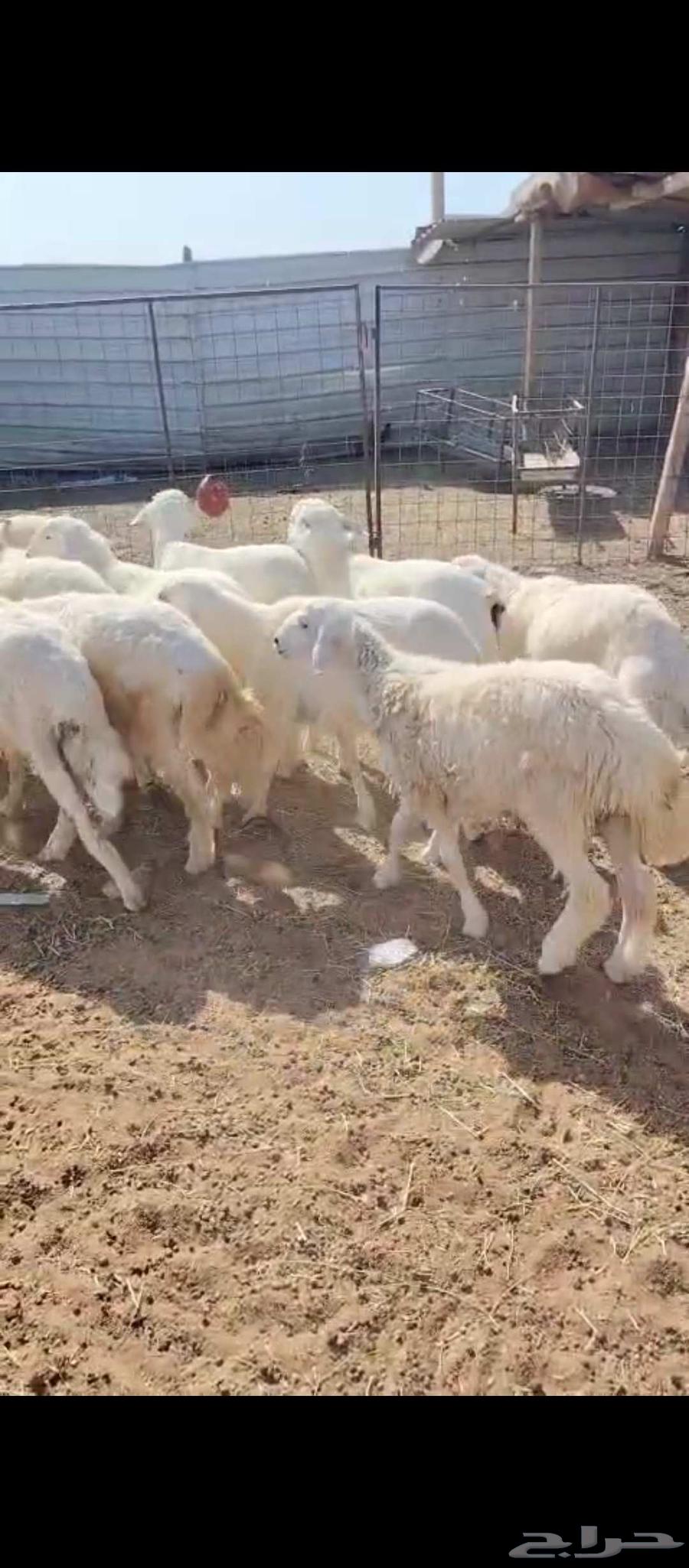 بهم للبيع 15كله خرفان64454068341635111