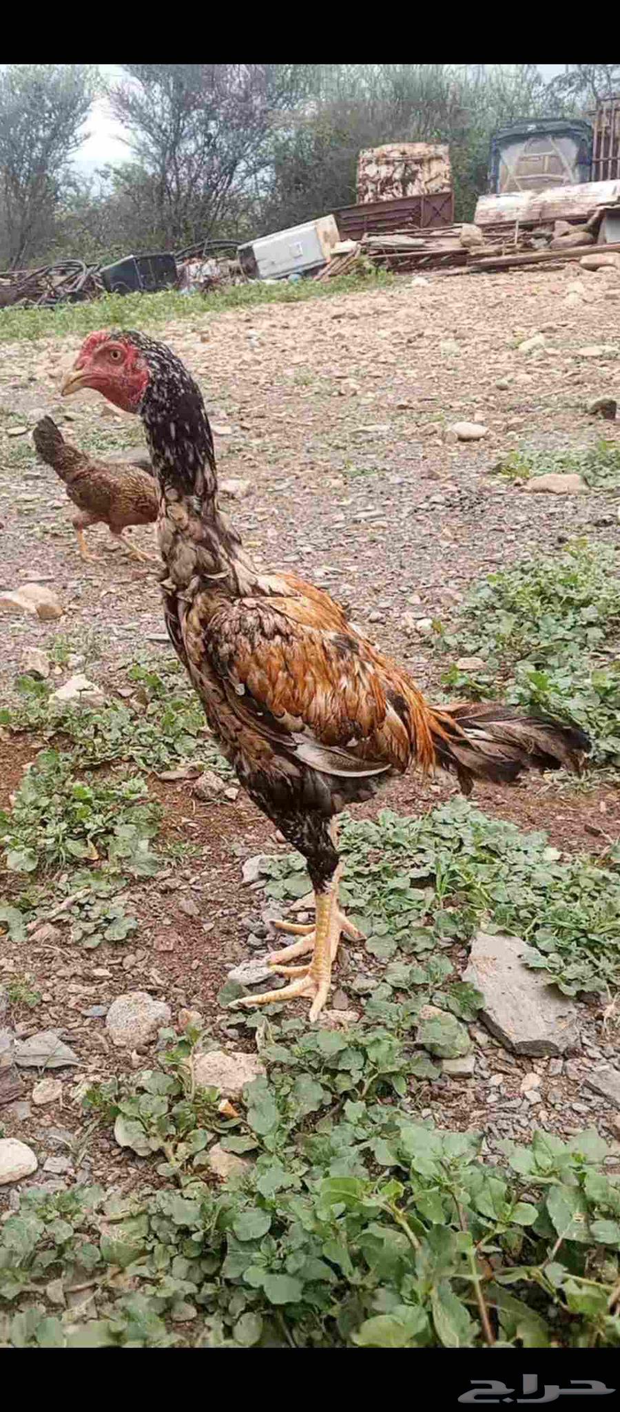 للبيع ديك سندي بيور مشجر64459154353410110