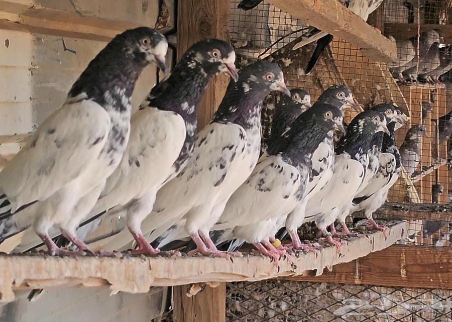 هندي باكستاني تيدي TOP64463944780801110