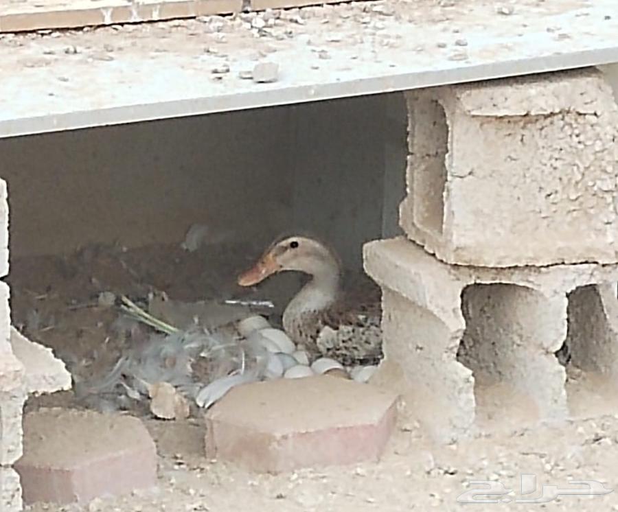 بط كيني للبيع64459065149825112