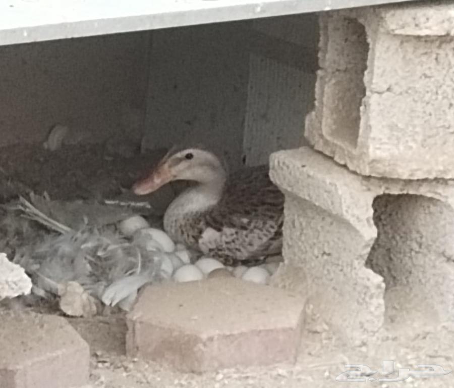 بط كيني للبيع64459065149825113