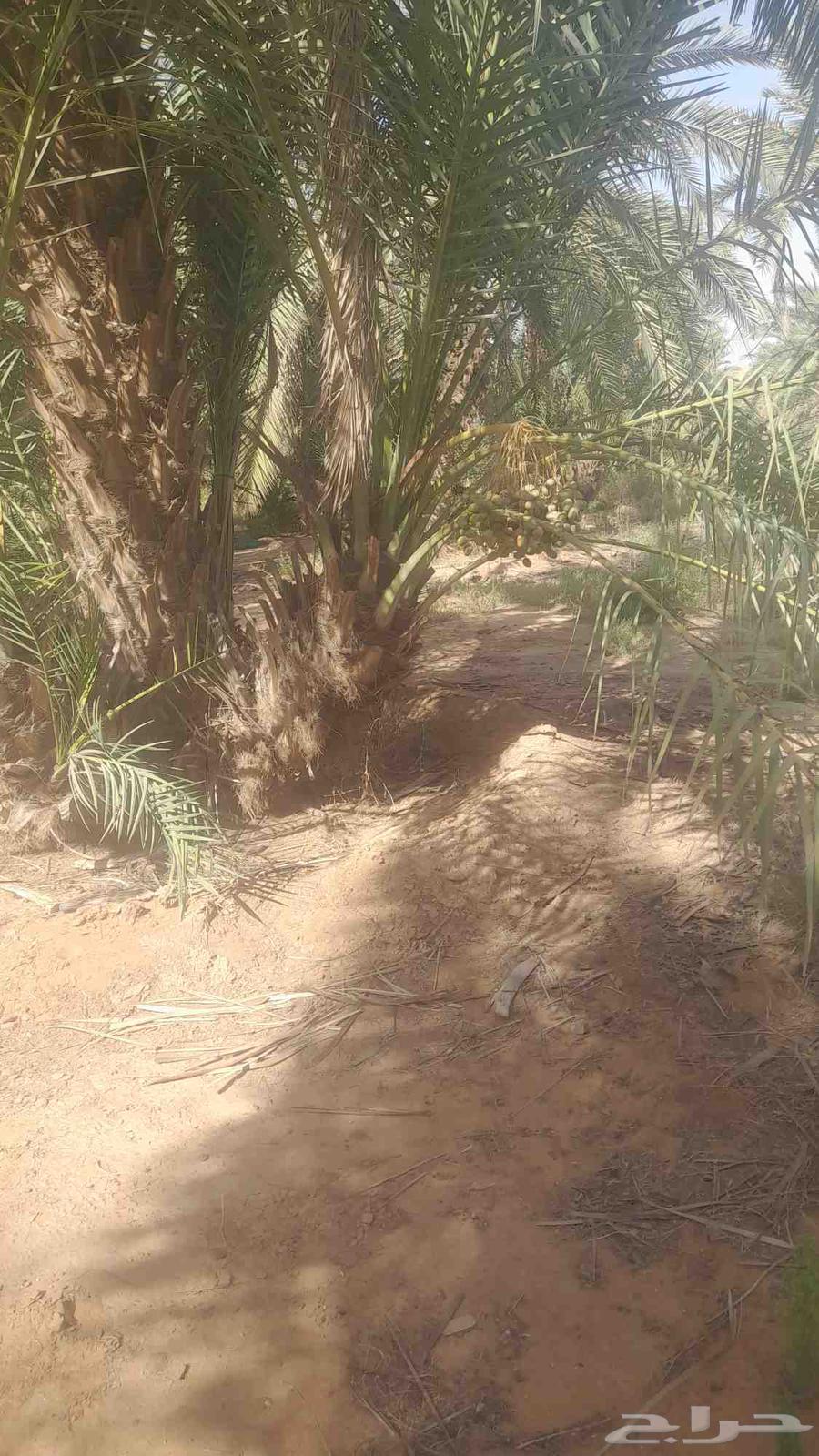 فسايل نخل للبيع64458229271169111