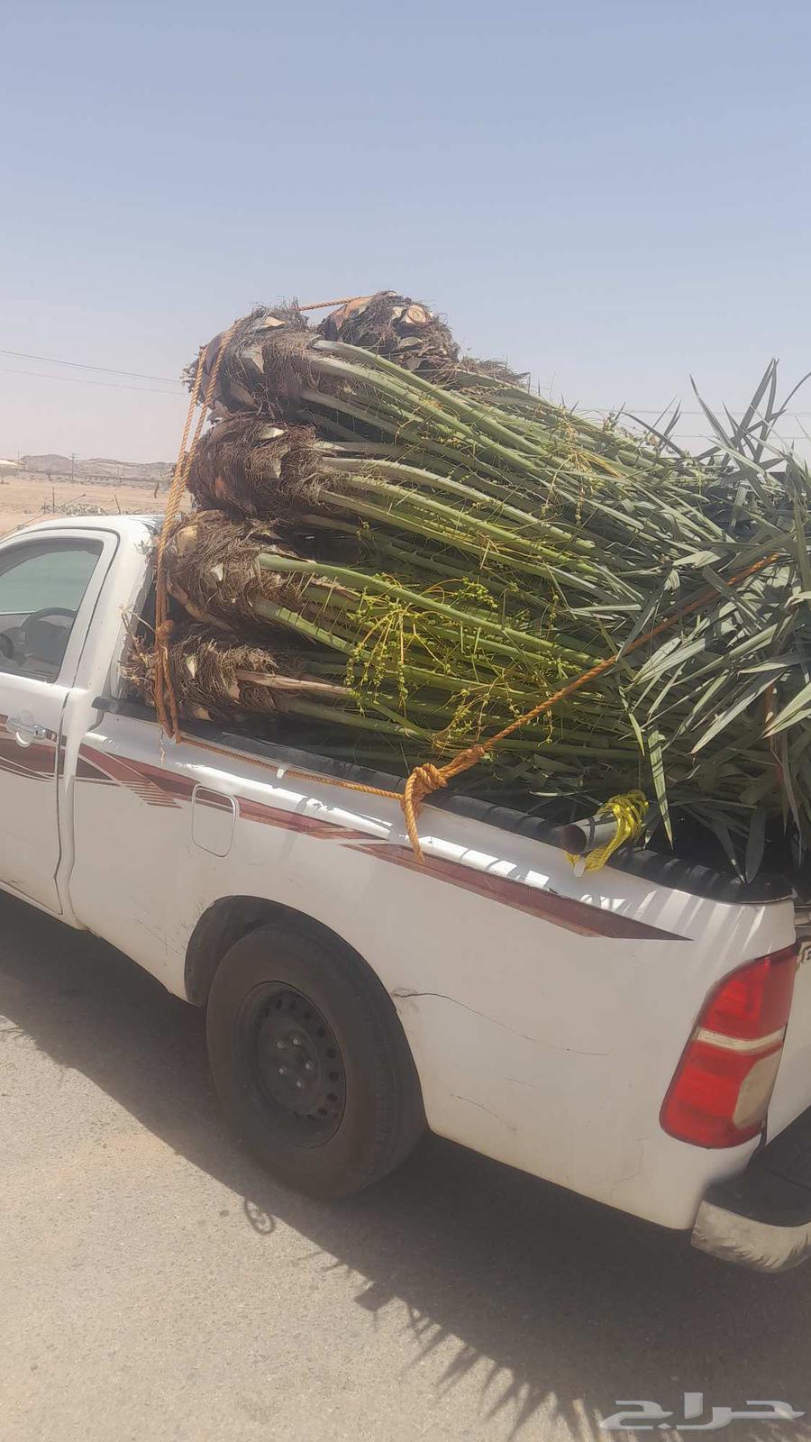 فسايل نخل للبيع64458229271169113