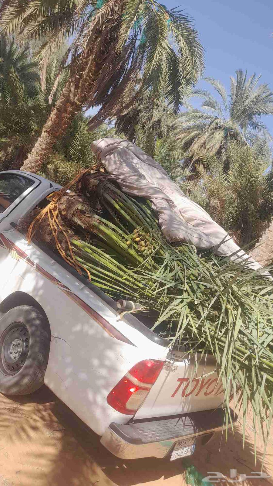 فسايل نخل للبيع64458229271169110