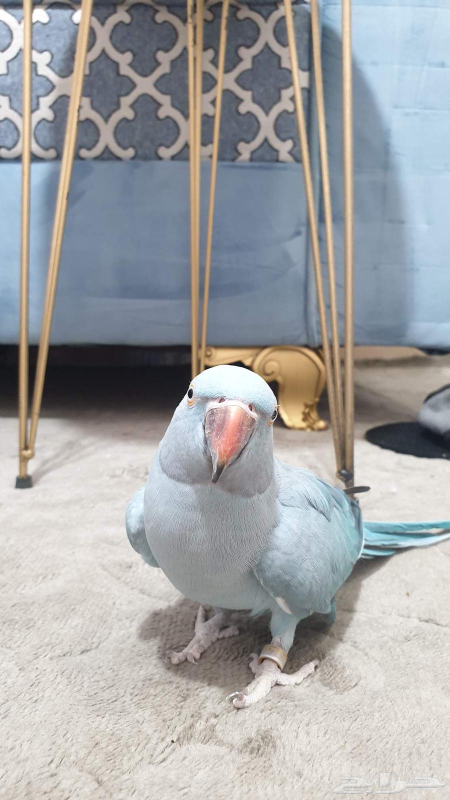 درة هولندية أليفة64460584600834114