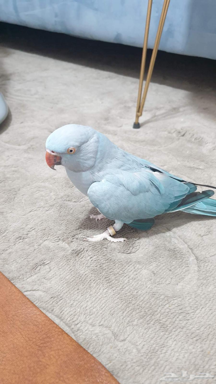 درة هولندية أليفة64460584600834113