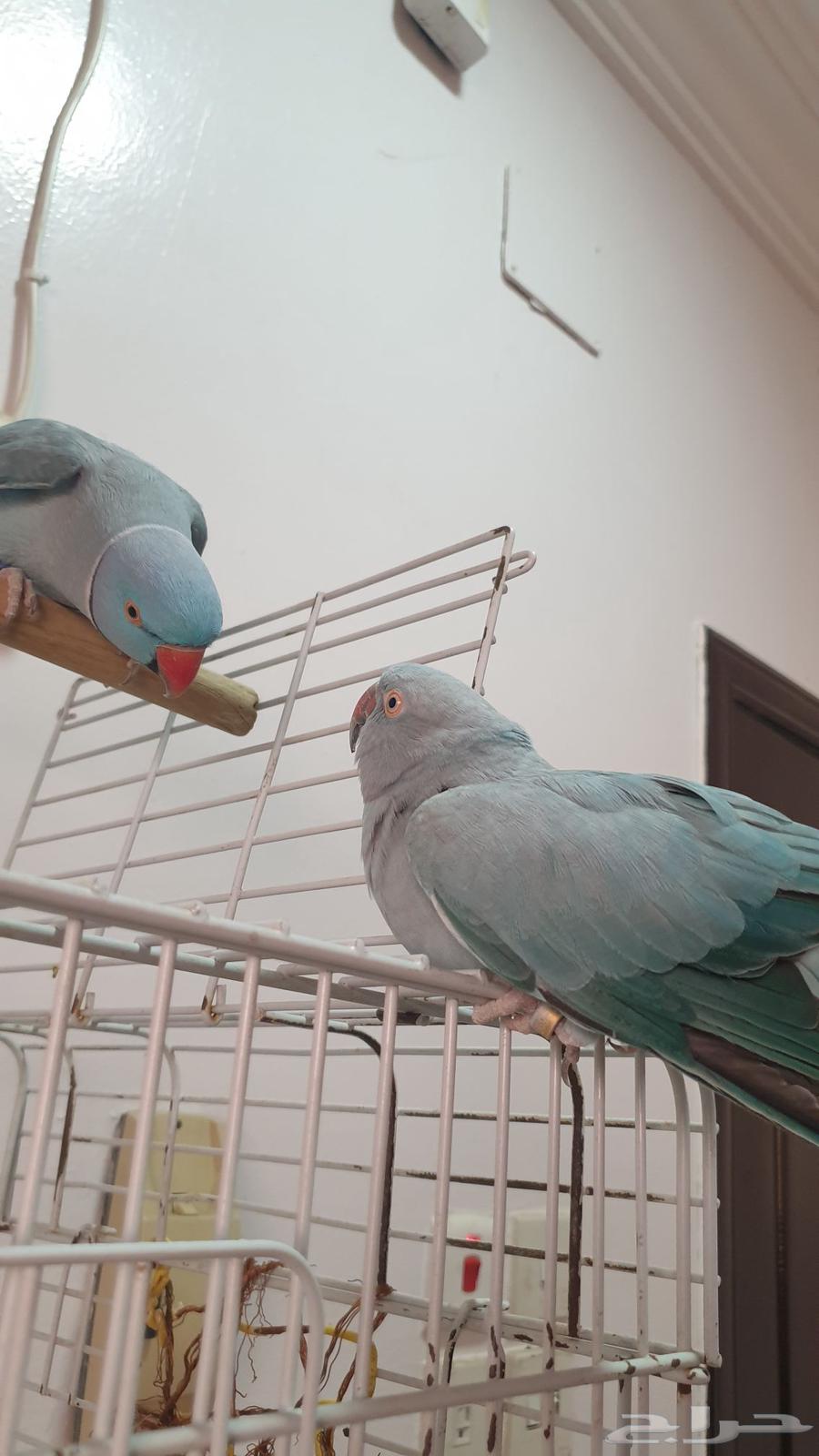 درة هولندية أليفة64460584600834112