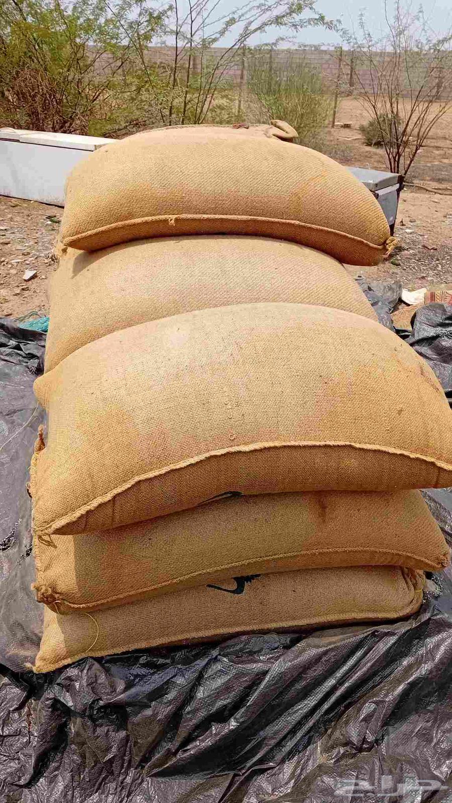 حب حمري (احمر)64458900720899111