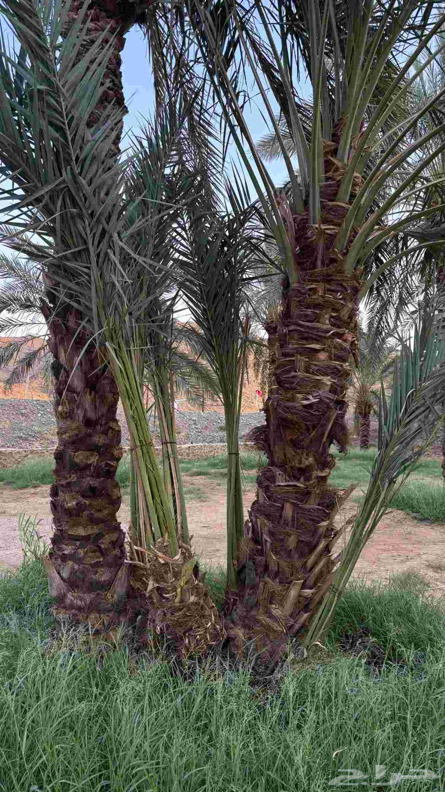 Matlabin, Roothan, Thikran, Hamri and Dhi, there are approximately 60 Dhi64462403592705110