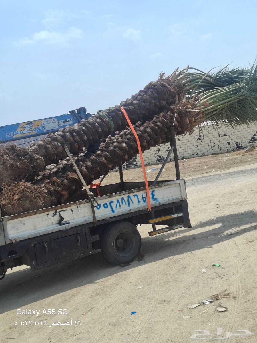 Palm trees for sale in all types and sizes, delivery and planting in Jeddah, Mecca64462239567489112