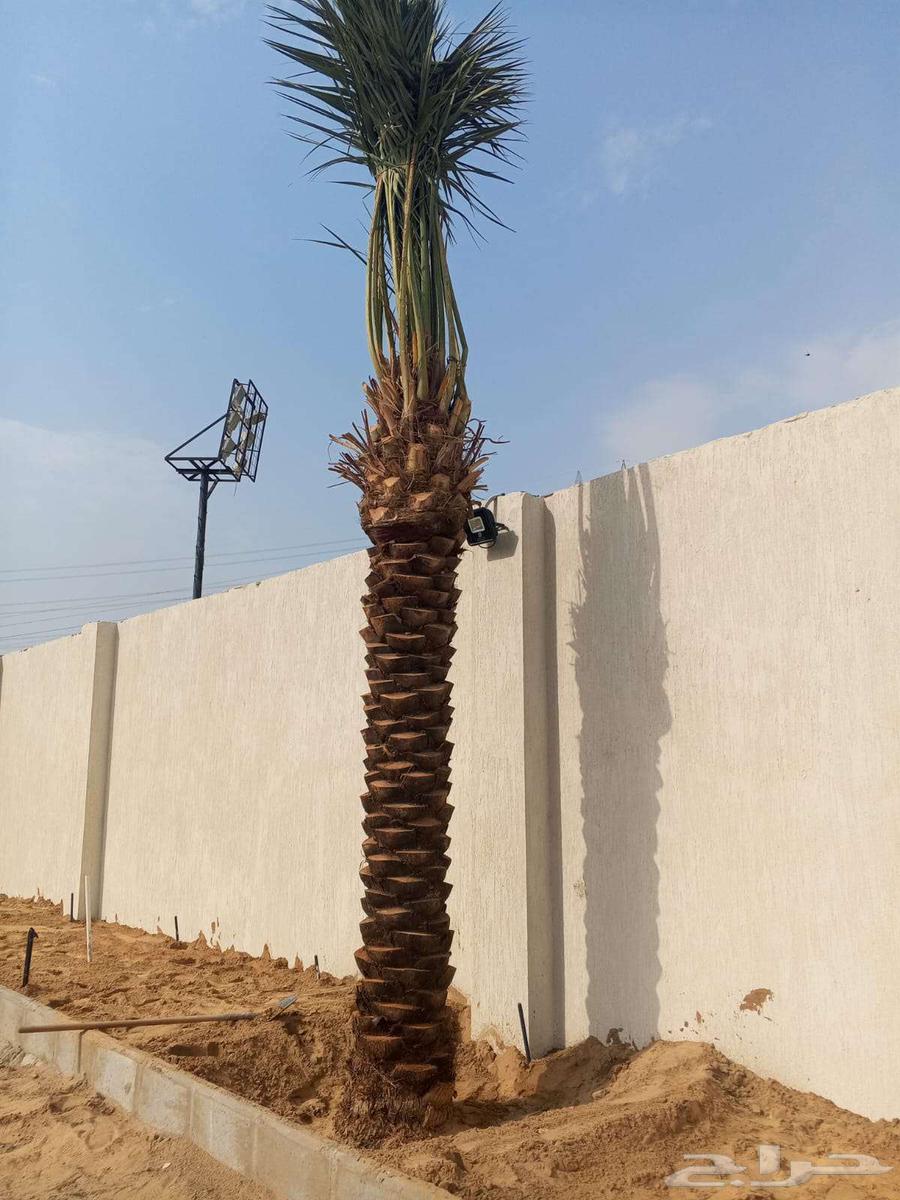 Palm trees for sale in all types and sizes, delivery and planting in Jeddah, Mecca64462239567489111