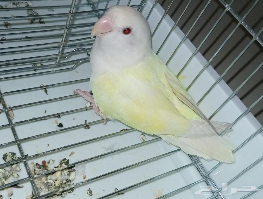 ذكر روز البيون غير أليف ب 152 فقط64460311007234110