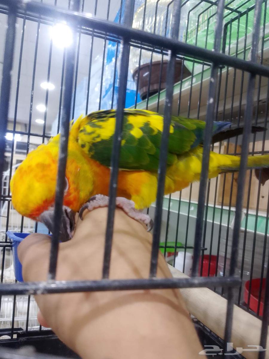 Sun Canior Alif64461416883843114