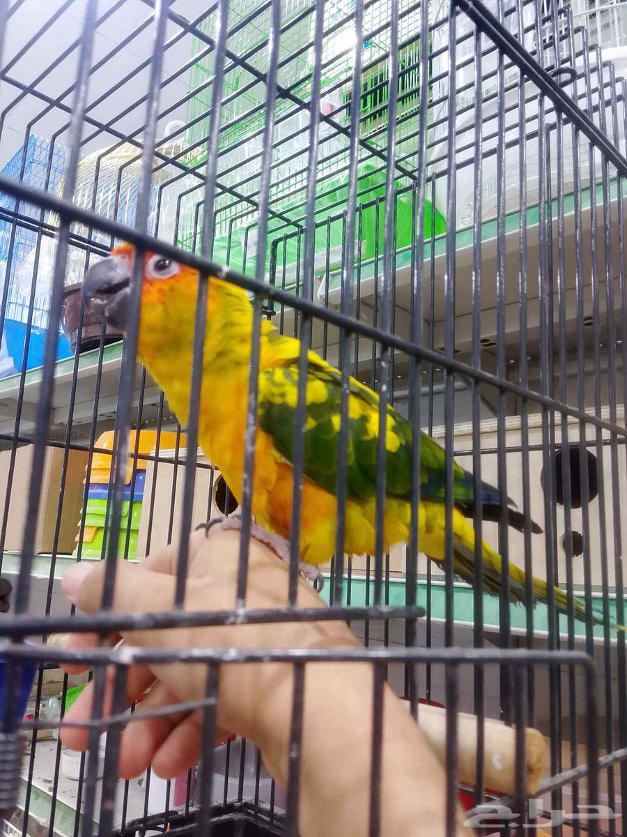 Sun Canior Alif64461416883843111