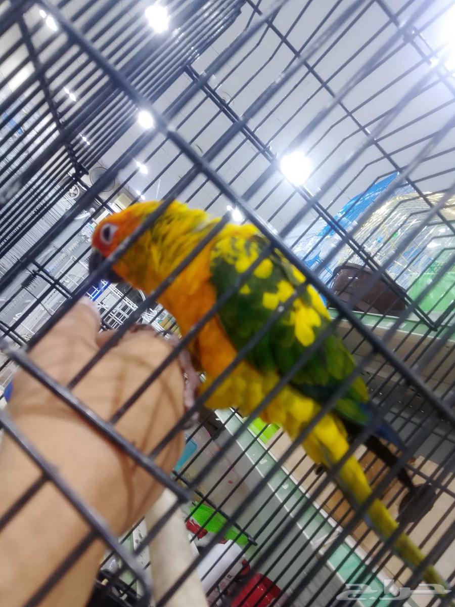 Sun Canior Alif64461416883843110