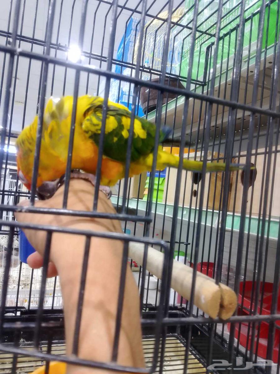 Sun Canior Alif64461416883843113