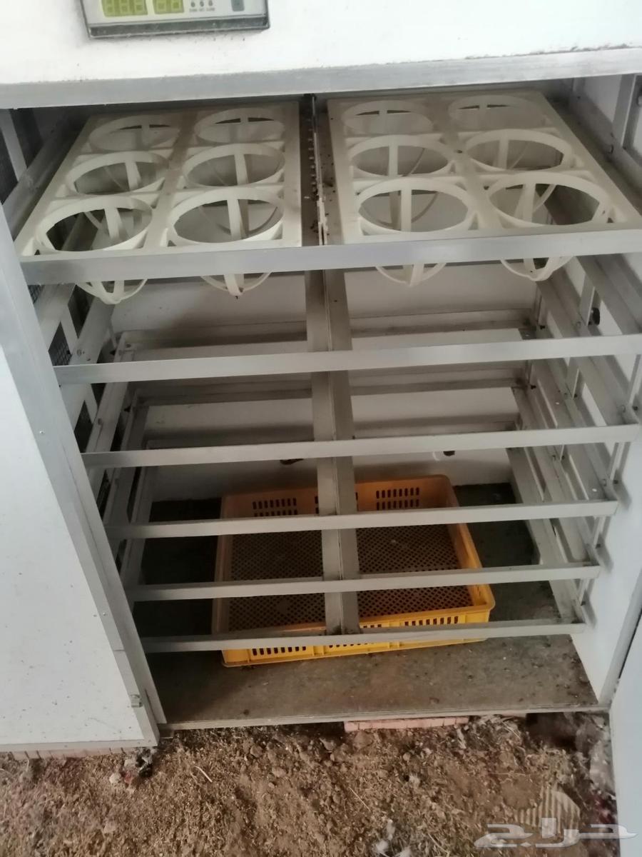 Egg incubator64464294688769110