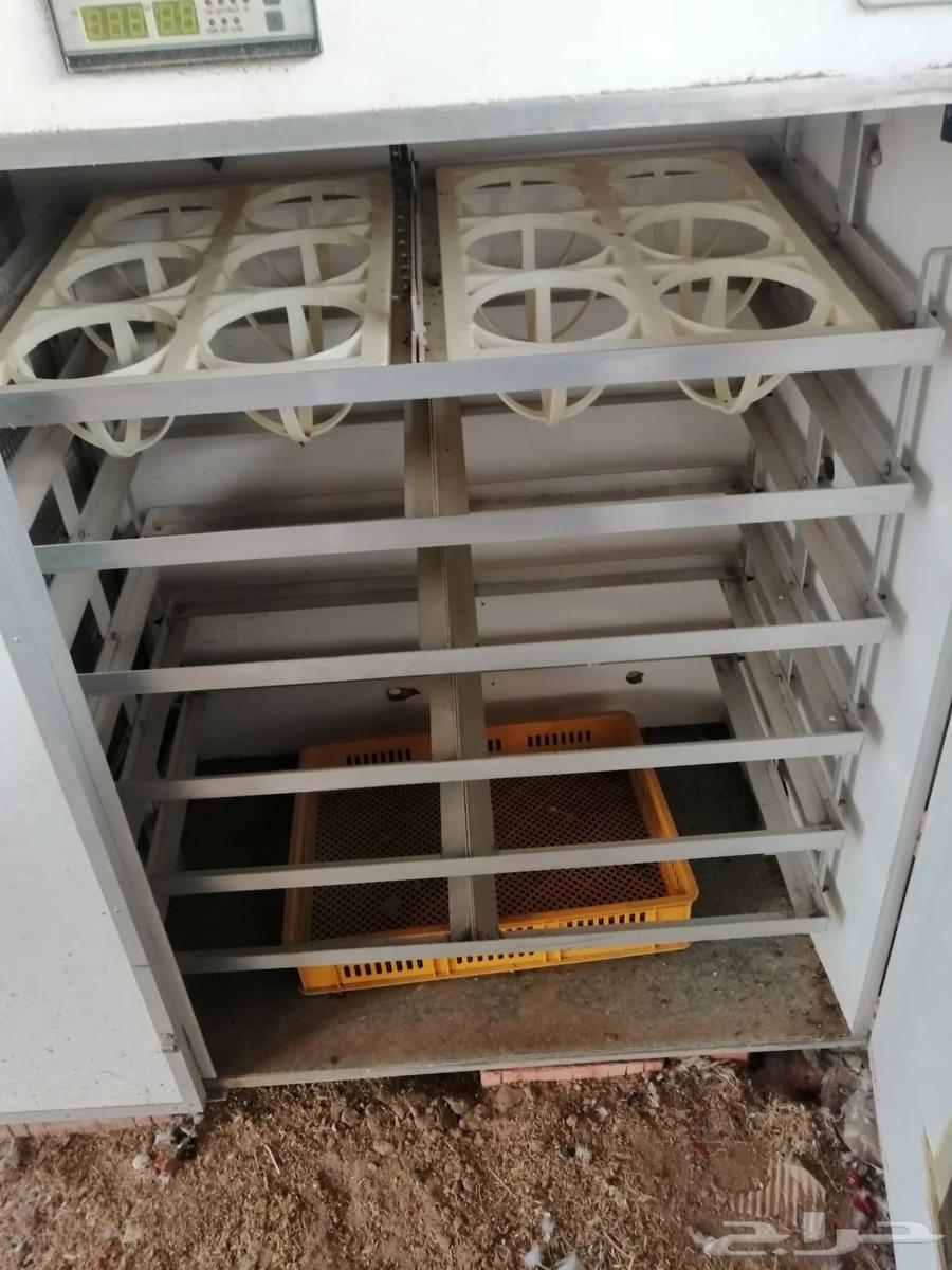 Egg incubator64464294688769113