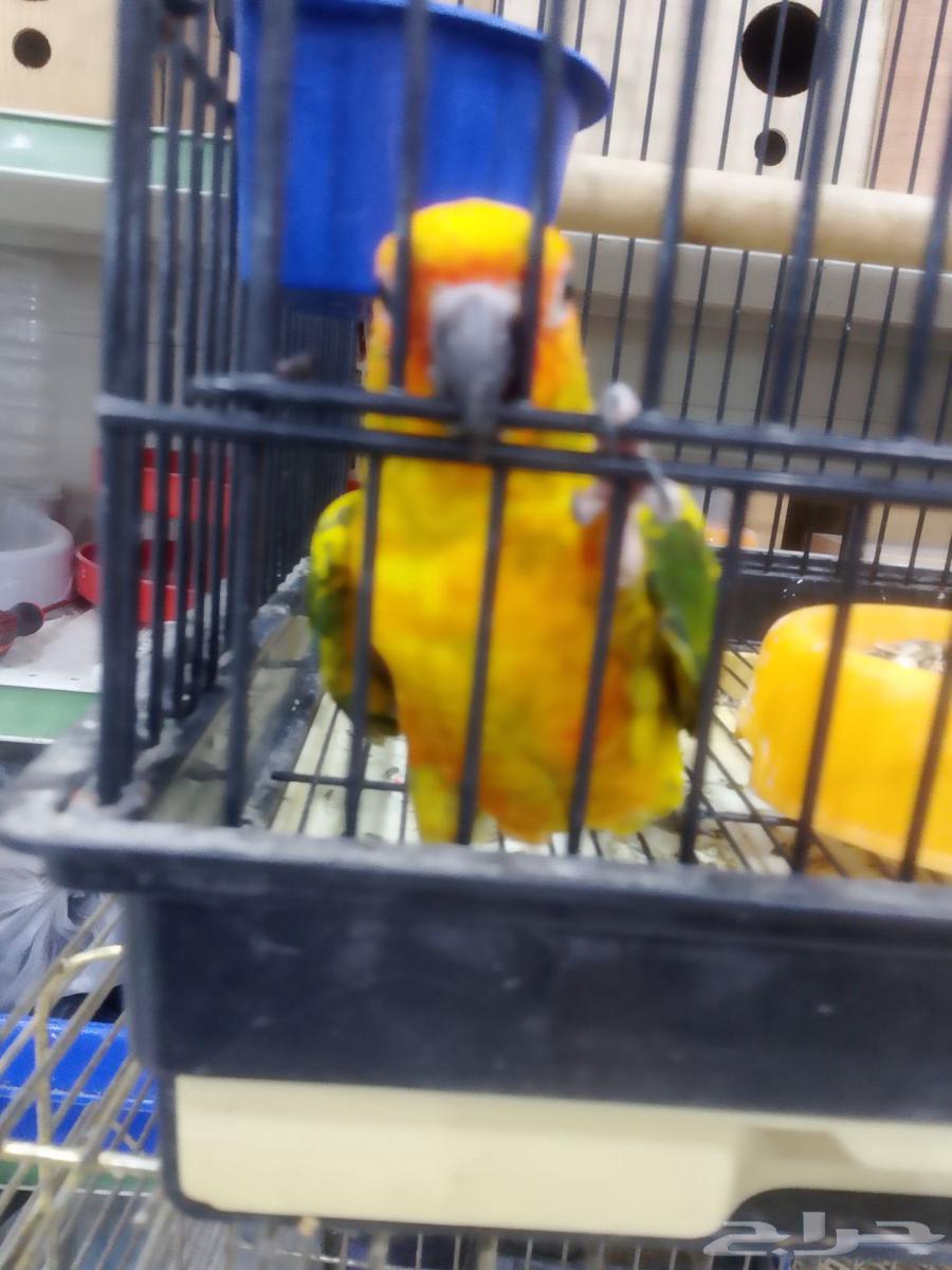 Sun Canior Alif64461416883843112