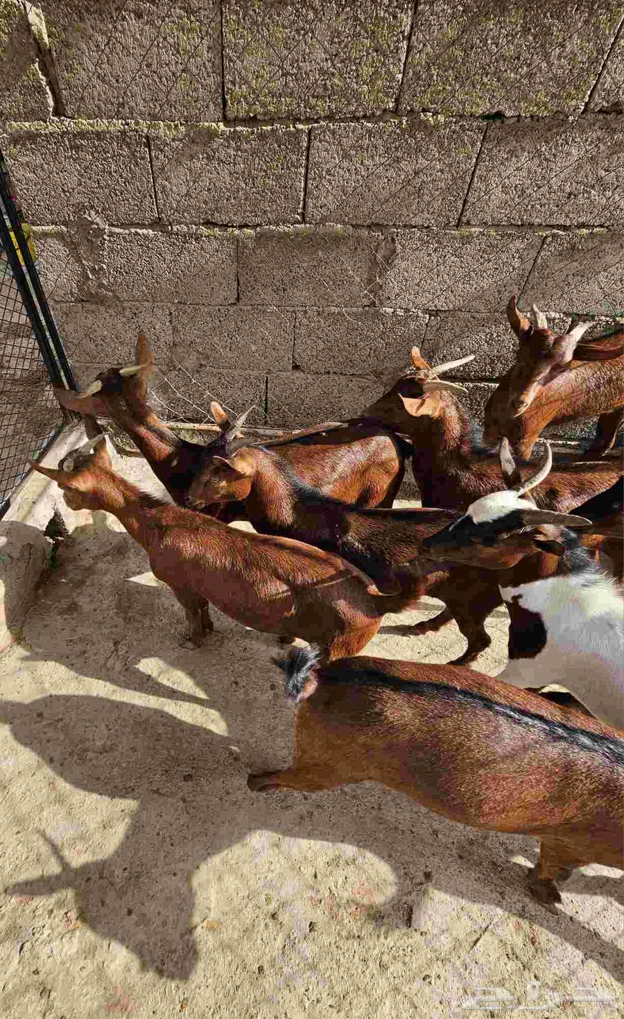 Tios number 8 for sale64462499907457113