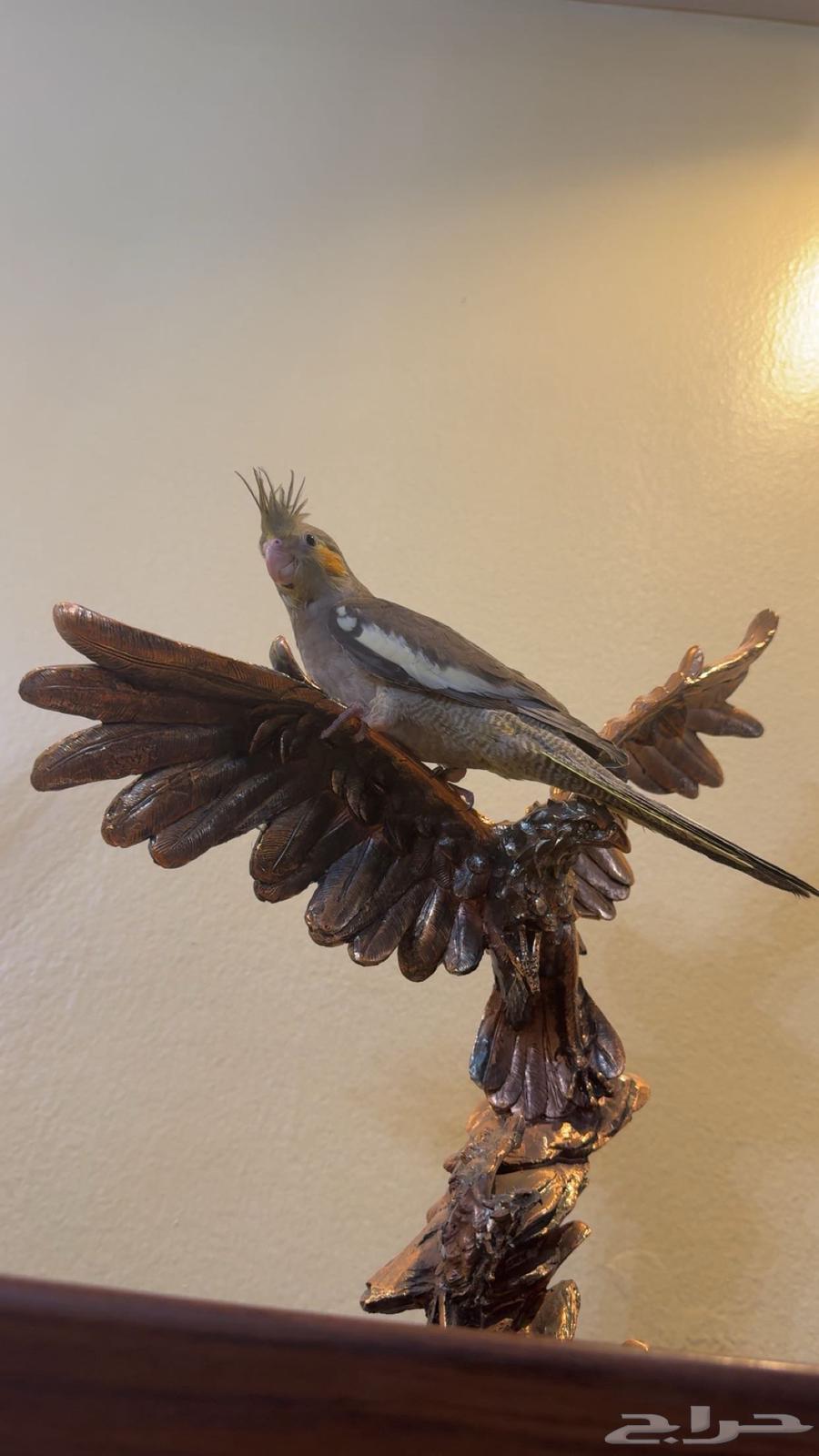 Tame Normal Crowing Bird Weaned and Suitable with Children Sold64461385267715111