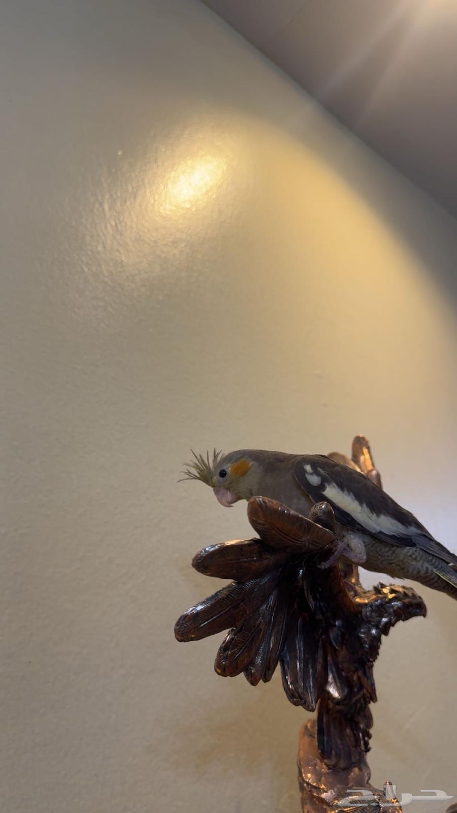 Tame Normal Crowing Bird Weaned and Suitable with Children Sold64461385267715112