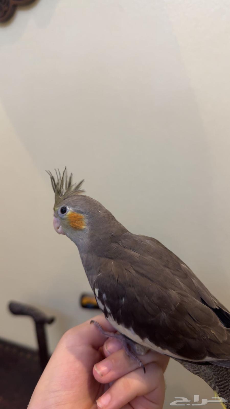 Tame Normal Crowing Bird Weaned and Suitable with Children Sold64461385267715114