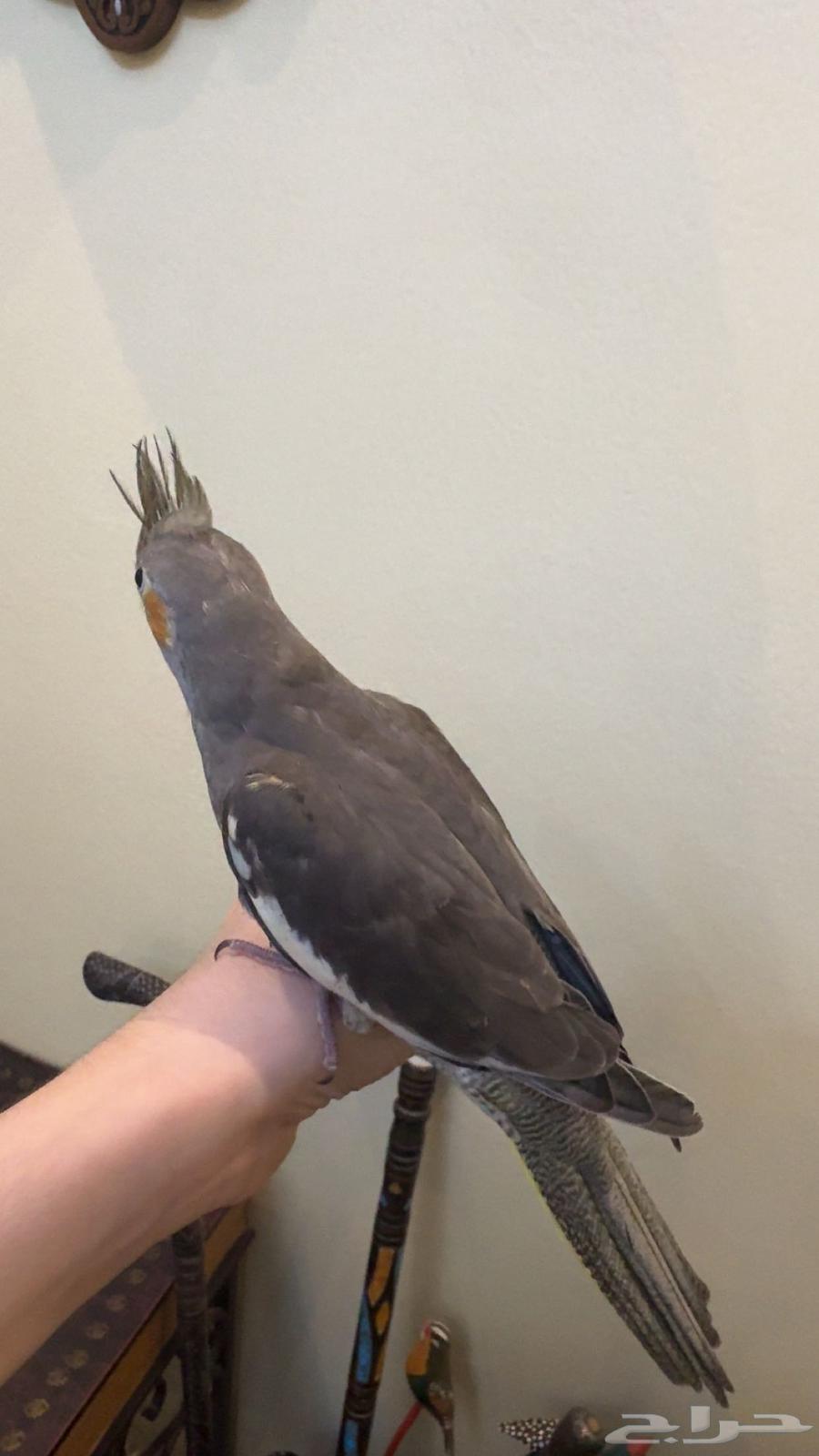 Tame Normal Crowing Bird Weaned and Suitable with Children Sold64461385267715113