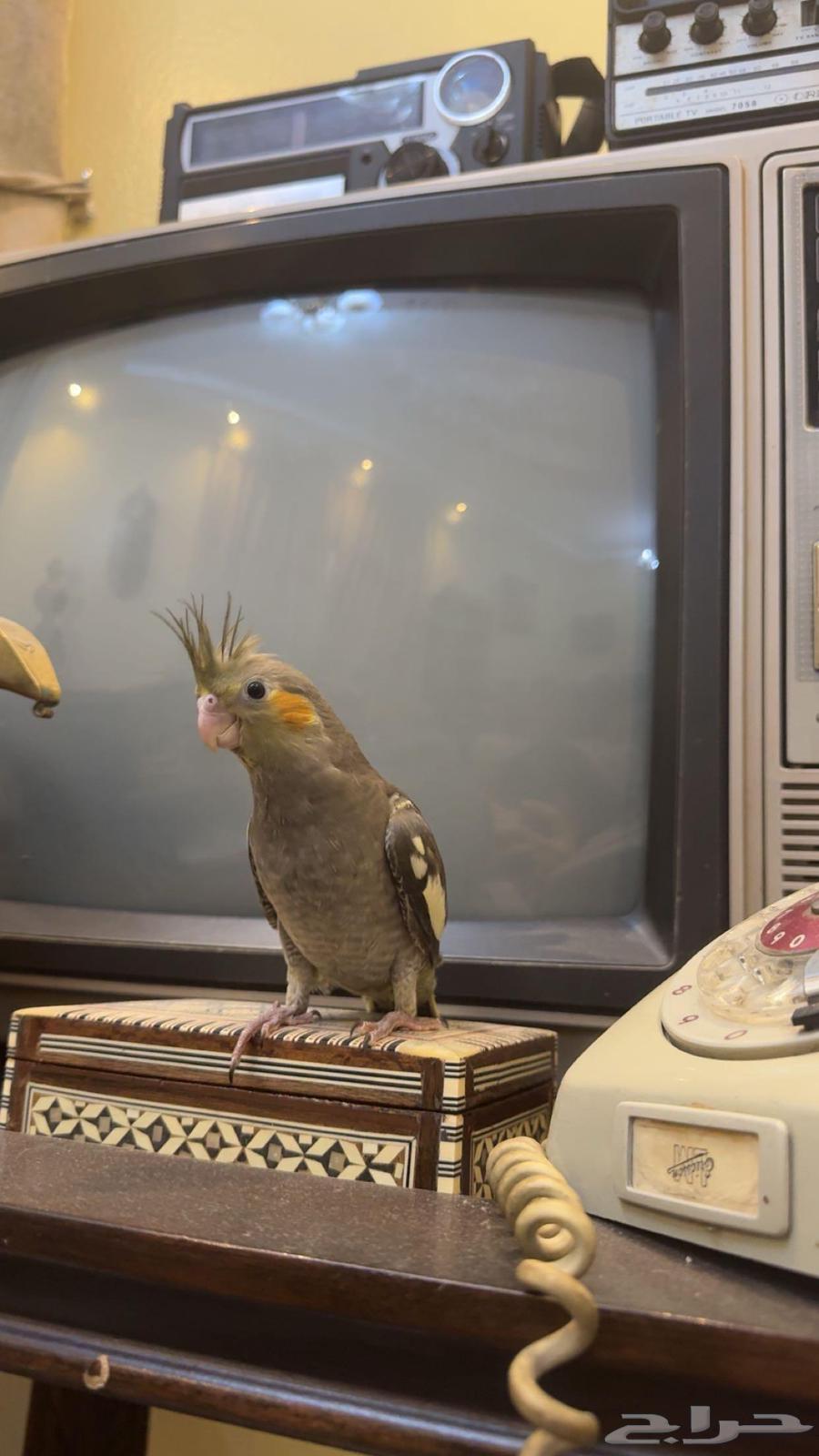 Tame Normal Crowing Bird Weaned and Suitable with Children Sold64461385267715110