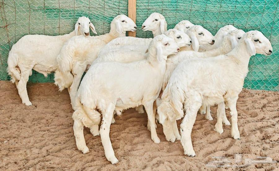 Freedom sheep with good limbs and conditioned parts64463319895554111