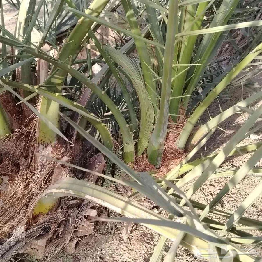 فسايل صفاوي وعنبره وروثانه وصقعي مجدول64462007679107113