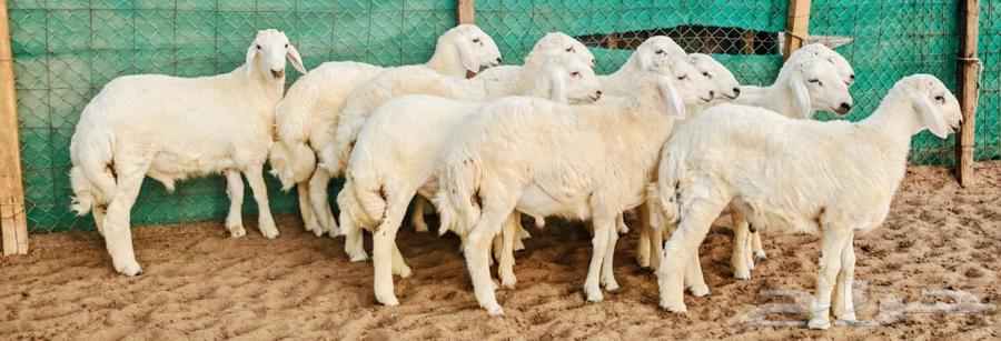 Freedom sheep with good limbs and conditioned parts64463319895554110