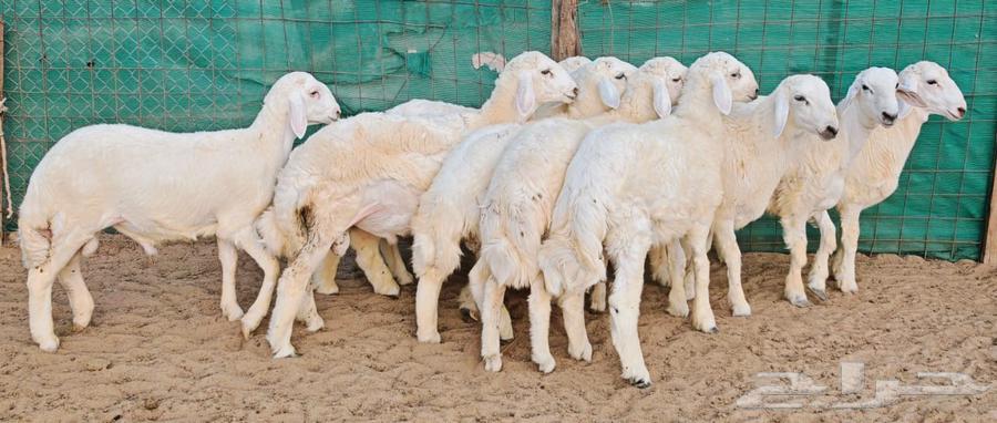 Freedom sheep with good limbs and conditioned parts64463319895554113